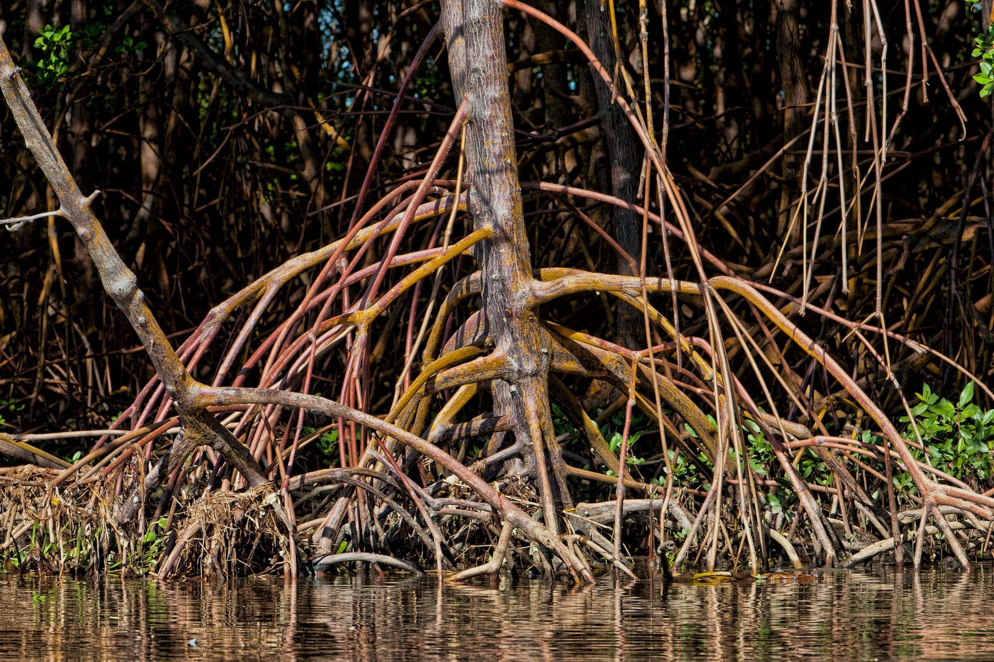 Detail_of_mangrove_roots--1-